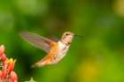 USA, New Mexico. Rufous hummingbird flying. Art Print